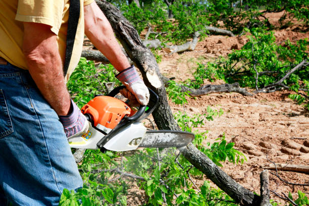 Best Tree Stump Removal  in Piru, CA